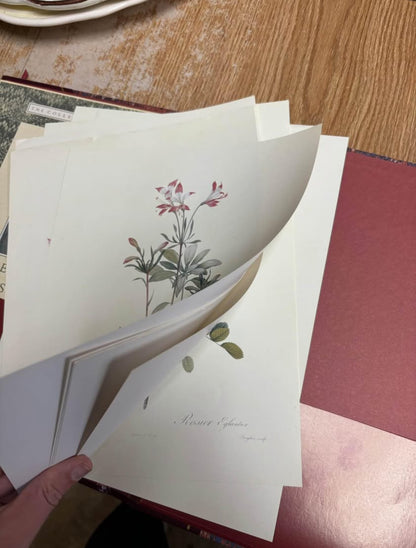 The Collectors Portfolio of Redoutes Fairest Flowers